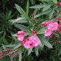 Oleander