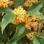 Osmanthus