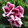 Pelargonium