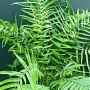 Pteris