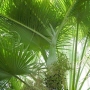 Palm