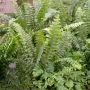 Fern