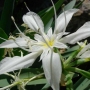 Pancratium