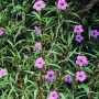 Ruellia