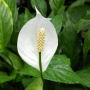 Spathiphyllum