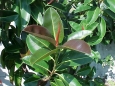 Ficus