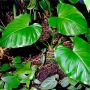 Philodendron