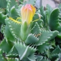 Faucaria