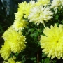 Chrysanthemum