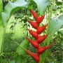 Heliconia