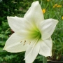 Hippeastrum