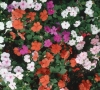 Impatiens