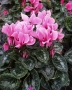 Cyclamen persicum