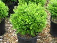 Box-tree | Buxus