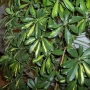 Schefflera