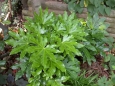 Fatsia