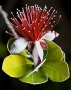 Feijoa