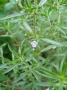 Summer savory