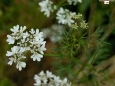 Coriander