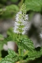 Mentha (Mint)