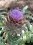 Cynara scolymus