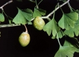 Ginkgo biloba