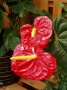 Anthurium