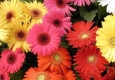 Gerbera