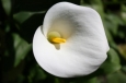 Calla