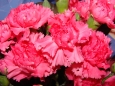 Dianthus