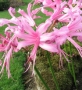 Nerine