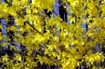 Forsythia