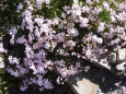 Gypsophila