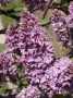 Syringa