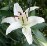 Lilium