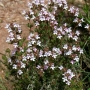 Thyme | Thymus vulgaris 