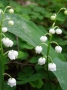 Convallaria