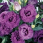 Lisianthus