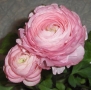 Ranunculus