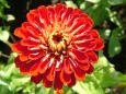 Zinnia