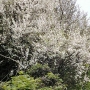 Prunus