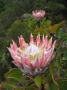 Protea