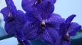 Vanda