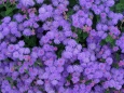 Ageratum