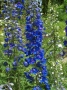 Delphinium