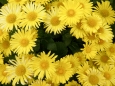 Doronicum