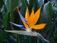 Strelitzia