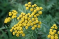 Tanacetum