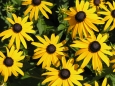 Rudbeckia