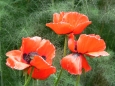 Papaver